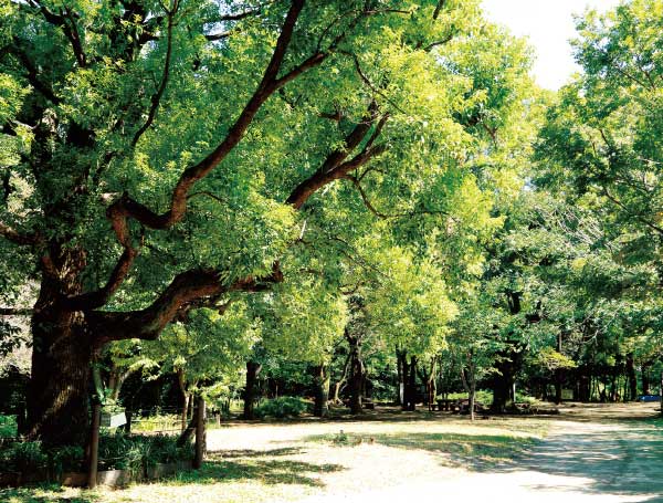 駒場野公園